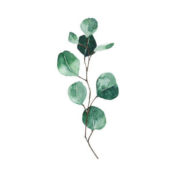 istock Watercolor eucalyptus green leaf isolated on white background. Hand drawn silver dollar eucalyptus branch greenery. Floral foliage herb botanical illustration 1318872999