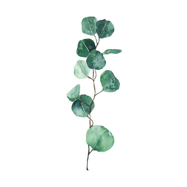 istock Watercolor eucalyptus green leaf isolated on white background. Hand drawn silver dollar eucalyptus branch greenery. Floral foliage herb botanical illustration 1318873001
