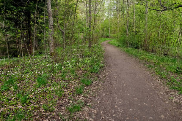 istock Forest in the spring. Spring forest. The road in the forest. Background. 1318873651