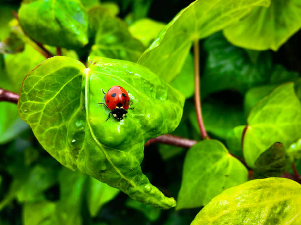 Seven-spot ladybird Seven-spot ladybird (Coccinella septempunctata) on Common Ivy (Hedera helix) leaves seven spot ladybird stock pictures, royalty-free photos & images