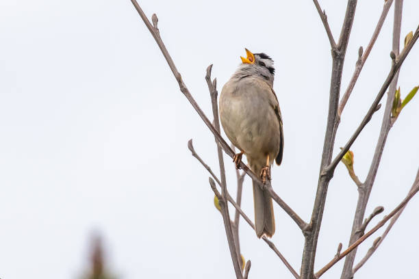 istock White-Crowned Sparrow Bellows Out a Tune at the Beach in Spring 1318875544