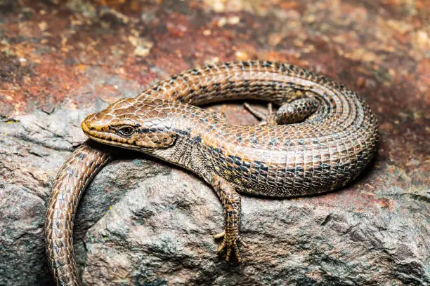 Photo of Northern Alligator Lizard Suns on a Rock in Early Spring