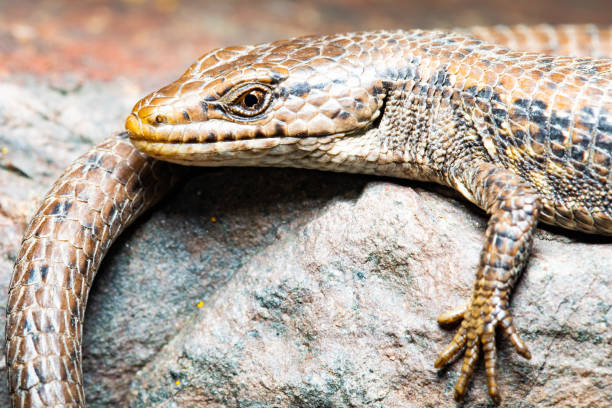 istock Northern Alligator Lizard Suns on a Rock in Early Spring 1318875569