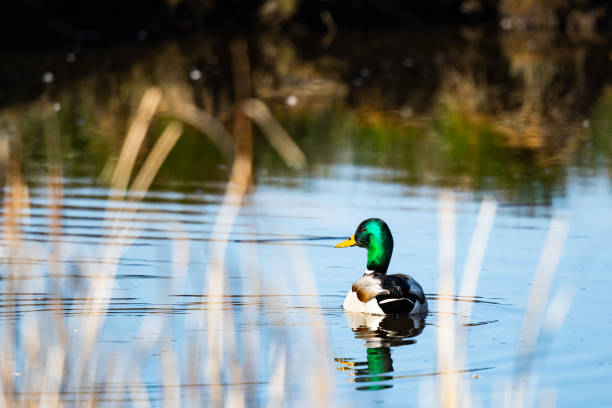 istock Mallard Duck Looks Out Warily from His Pond Hole 1318875570