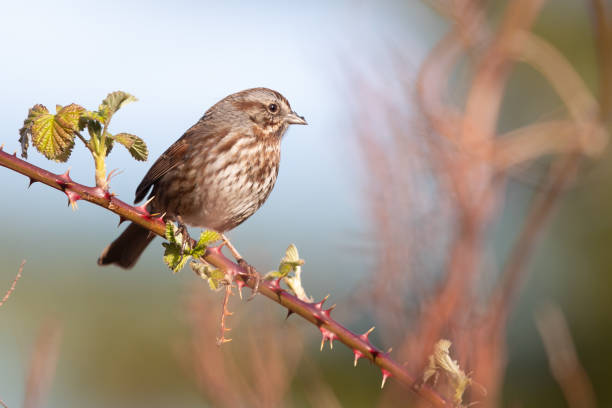 Song Sparrows Watches the Action From a Blackberry Bramble Song Sparrows Watches the Action From a Blackberry Bramble song sparrow stock pictures, royalty-free photos & images