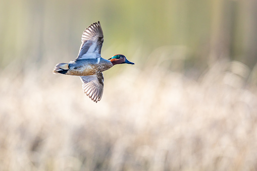 Drake Green-Winged Teal in Flight on a Bright Spring Day