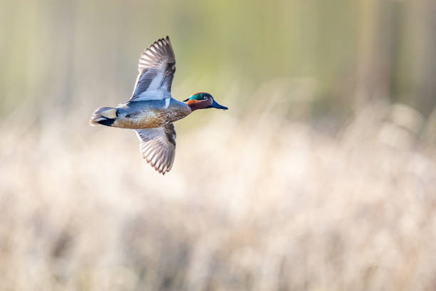 Drake Green-Winged Teal in Flight on a Bright Spring Day Drake Green-Winged Teal in Flight on a Bright Spring Day green winged teal duck stock pictures, royalty-free photos & images