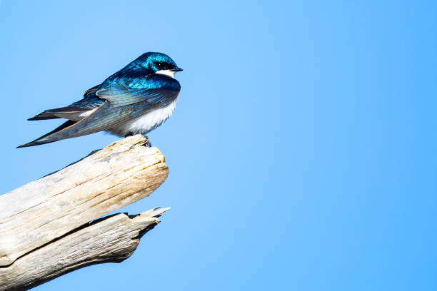 istock Majestic Tree Swallow Surveys the Surroundings 1318875601