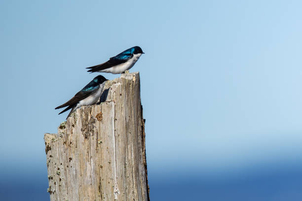 istock Majestic Tree Swallow Surveys the Surroundings 1318875604