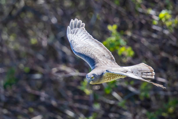 istock Northern Harrier Hawk on Morning Hunt in the Marsh 1318875607