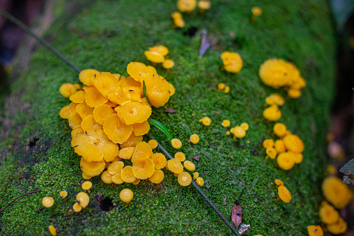 Yellow fungi - mushrooms - moss borando in an area of Atlantic forest in Brazil