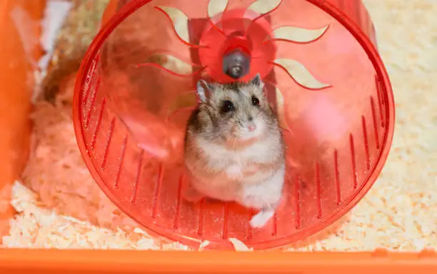 Funny Djungarian dwarf hamster is standing on its hind legs in a red plastic running wheel.
