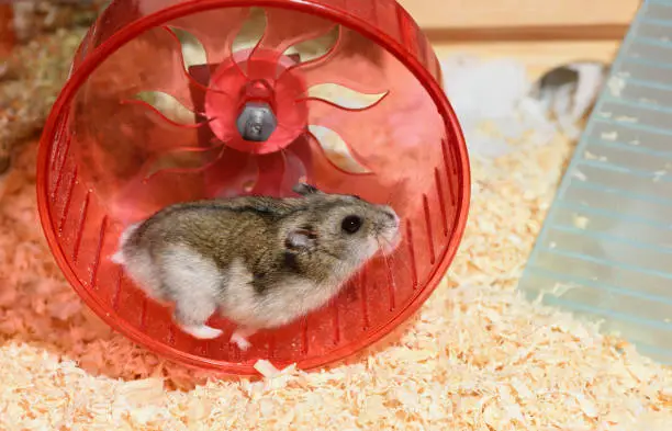 Happy Djungarian dwarf hamster is running in its running wheel in a cage.