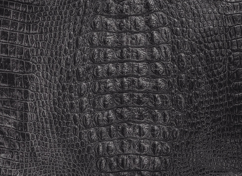 Black crocodile leather back