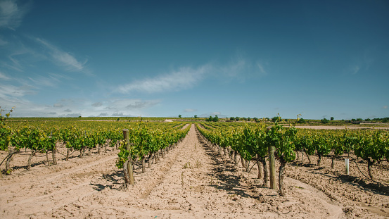 Vineyard growing on red soil on a sunny summer day near Cara village on island of Korcula in adriatic sea, Croatia