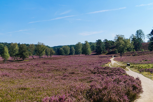 Fischbeker Heide