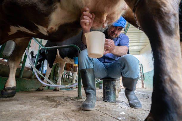 istock Farmer milking a cow manually at a dairy farm 1318877952