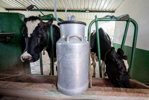 Cows eating in a milking station at a dairy farm - livestock business concepts