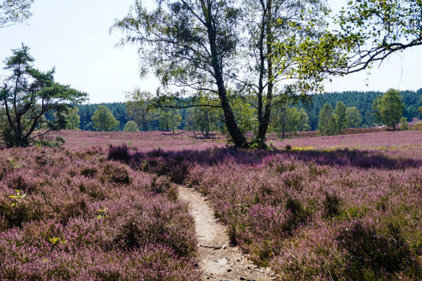 Fischbeker Heide On the Heidschnuckenweg through the Fischbeker Heide nature reserve near Hamburg stone age stock pictures, royalty-free photos & images