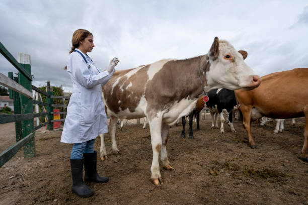 istock Veterinarian vaccinating cows at a cattle farm 1318877991