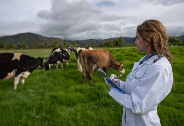 istock Vet checking the cattle at a dairy farm 1318877992