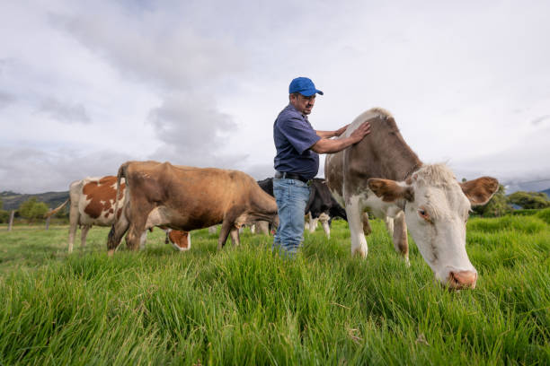 istock Farmer looking after his cows while they are gazing 1318878002