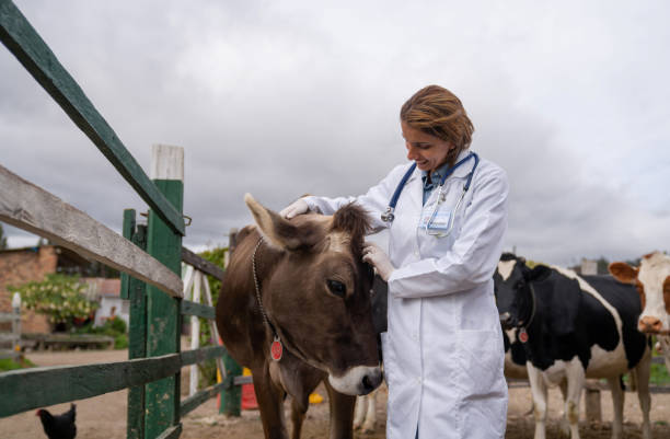 istock Happy vet stroking a cow while working at a cattle farm 1318878027