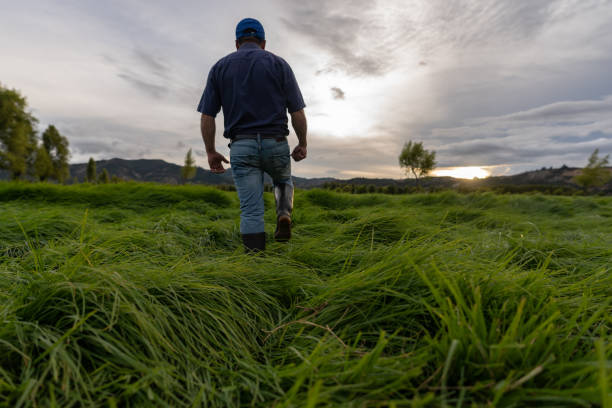 istock Farmer working at a cattle farm and walking around the fields checking the grass 1318878046