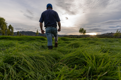 Latin American farmer working at a cattle farm and walking around the fields checking the grass