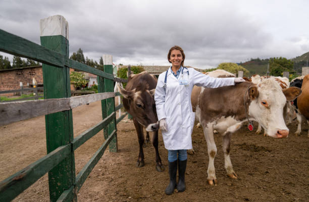 istock Happy vet working with cows at a cattle farm 1318878047