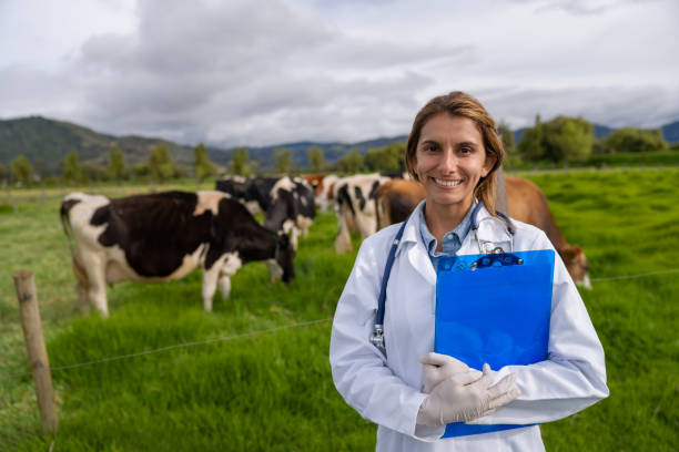 istock Happy veterinarian working with cows at a dairy farm 1318878061