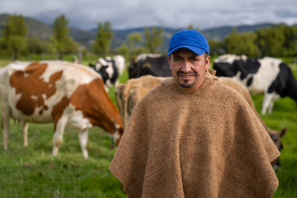 Farmer working at dairy farm and looking after the cattle