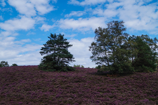 Fischbeker Heide