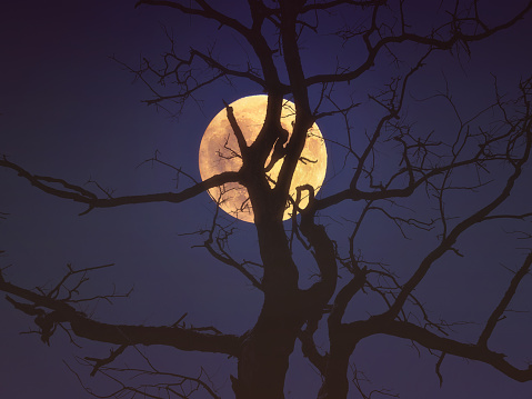 creepy tree silhouette in forest against full moon at night