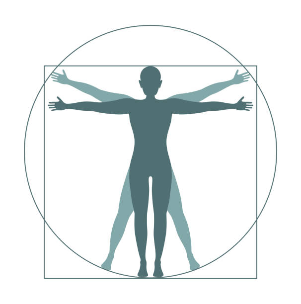 витрувианская икона человека - physiology stock illustrations