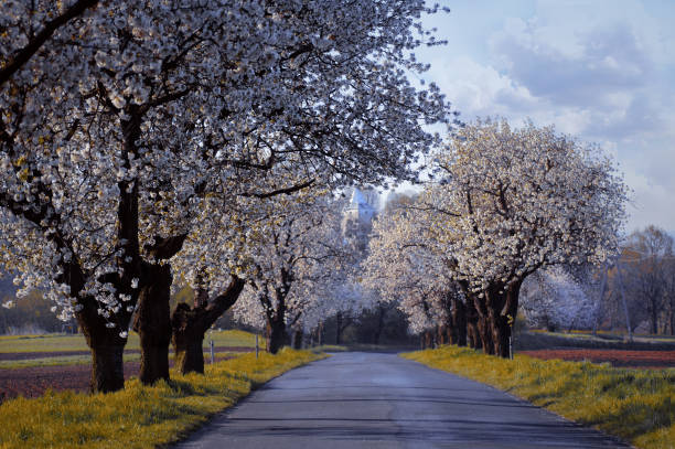A photo of a beautiful avenue during the flowering of cherry trees. This avenue is 4 km long, creating a magnificent white landscape in May