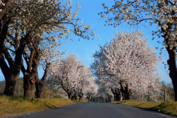 A photo of a beautiful avenue during the flowering of cherry trees. This avenue is 4 km long, creating a magnificent white landscape in May