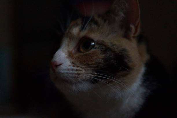 Macro side profile of calico cst against dark background