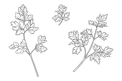 Simple three drawings of popular cooking herb - parsley
