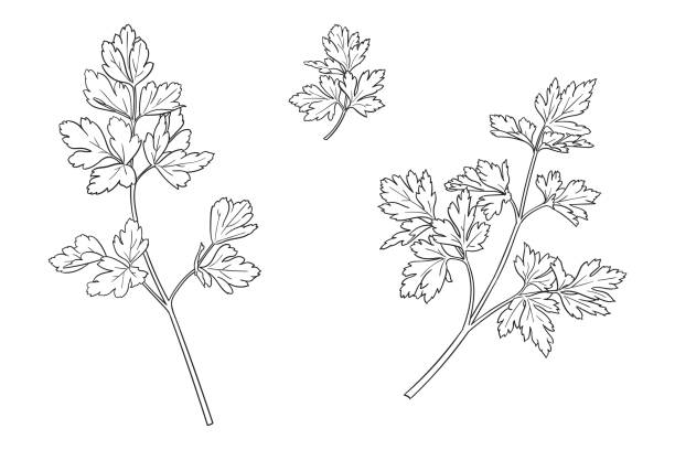 Vector drawing of a parsley Simple three drawings of popular cooking herb - parsley parsley stock illustrations