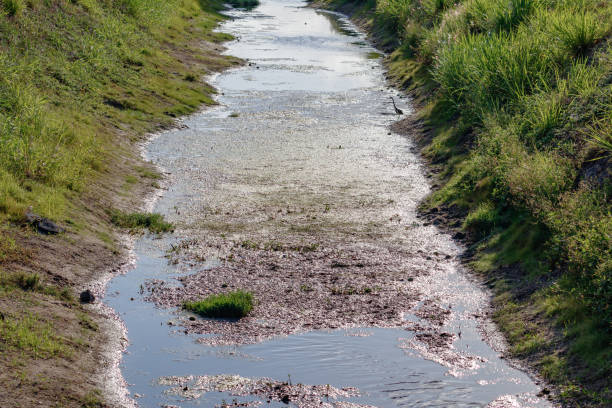 Yellow green Algae blooms in South Florida storm water canal and drainage ditches stock photo