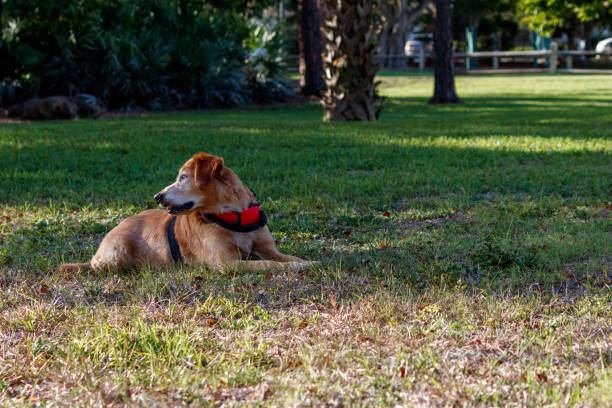 Service animal emotional support golden retriever dog stock photo