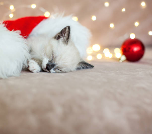 istock Kitten sleep in christmas hat 1318882371