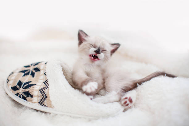 istock Kitten on a blanket near home slippers 1318882377