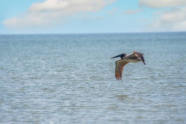 istock Brown pelican in flight over water 1318883498
