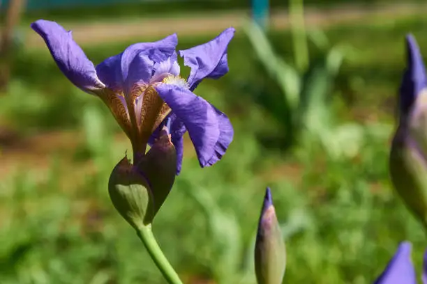 Blue iris flower in the garden