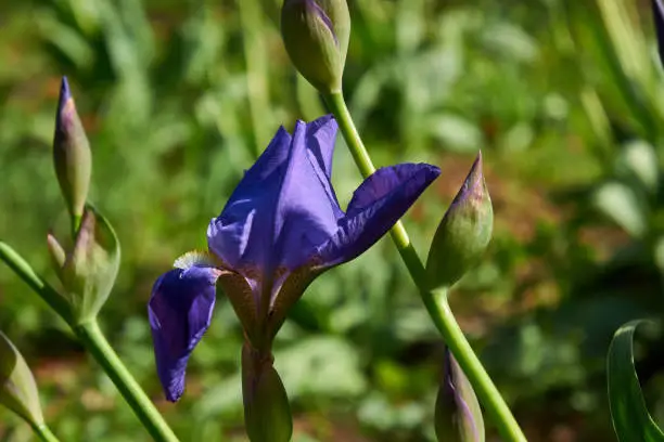 Blue iris flower in the garden