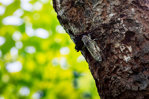 cicada hanging on high tree making noise in summer and blurred green background