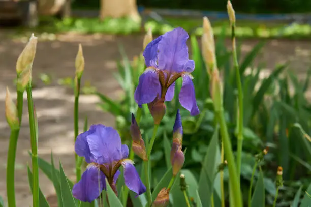 Purple iris flowers in the garden