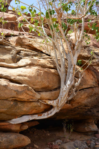 Rock formations on desert and a single tree